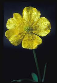 Attēlu rezultāti vaicājumam “Ranunculus acris flower”