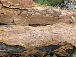 Attēlu rezultāti vaicājumam “Phellinus ferruginosus”