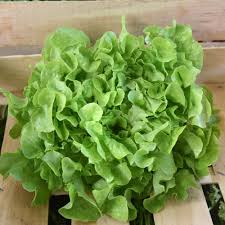 Image result for Kopfsalat
