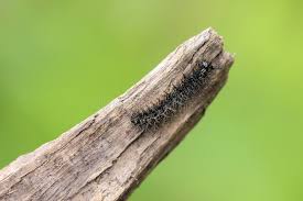 Attēlu rezultāti vaicājumam “Araschnia levana larva”