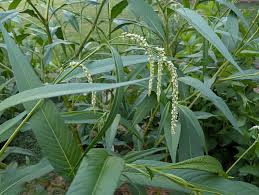 Attēlu rezultāti vaicājumam “Persicaria lapathifolia leaf”