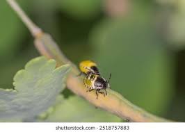 Attēlu rezultāti vaicājumam “Tritomegas bicolor nymph”