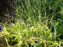 Attēlu rezultāti vaicājumam “Milium effusum flower”