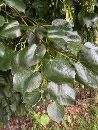 Attēlu rezultāti vaicājumam “Tilia x moltkei leaf”