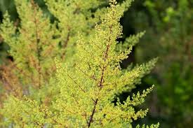 Image result for Artemisia annua