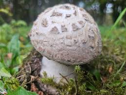 Attēlu rezultāti vaicājumam “Amanita strobiliformis”