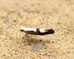 Attēlu rezultāti vaicājumam “Argyresthia albistria”
