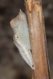 Attēlu rezultāti vaicājumam “Pontia edusa”