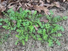 Attēlu rezultāti vaicājumam “Badhamia bethelii stalked”