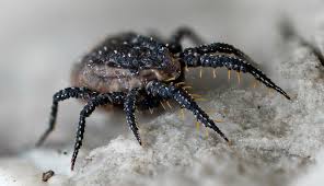 Attēlu rezultāti vaicājumam “Acari”