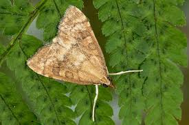 Attēlu rezultāti vaicājumam “Udea fulvalis”