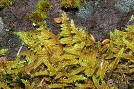 Attēlu rezultāti vaicājumam “Hypnum cupressiforme sporophyte”