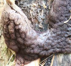 Attēlu rezultāti vaicājumam “Brefeldia maxima plasmodium”