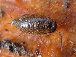 Attēlu rezultāti vaicājumam “Ligidium hypnorum”