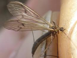 Attēlu rezultāti vaicājumam “Trichocera regelationis”