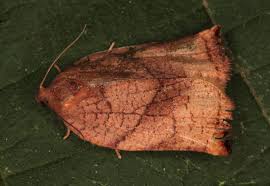 Attēlu rezultāti vaicājumam “Archips podana female”