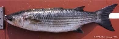 Image result for Chelon labrosus