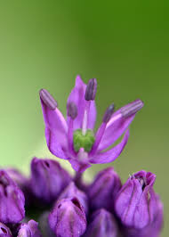 Attēlu rezultāti vaicājumam “Allium holandicum bud”