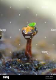 Attēlu rezultāti vaicājumam “Metatrichia floriformis stalked”