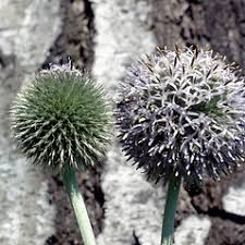 Attēlu rezultāti vaicājumam “Echinops sphaerocephalus”