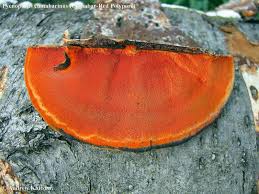 Attēlu rezultāti vaicājumam “Pycnoporus cinnabarinus”