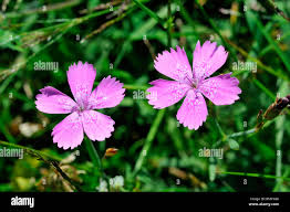 Attēlu rezultāti vaicājumam “Dianthus deltoides flower”