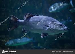 Image result for Polyprion americanus
