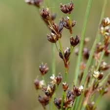 Attēlu rezultāti vaicājumam “Juncus alpinoarticulatus leaf”