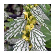 Attēlu rezultāti vaicājumam “Lamiastrum galeobdolon”