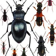 Billedresultat for rovbille