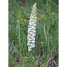 Attēlu rezultāti vaicājumam “Gymnadenia conopsea bud”