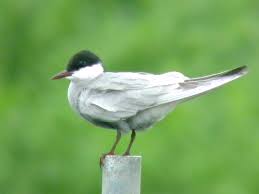 Attēlu rezultāti vaicājumam “Chlidonias hybrida”