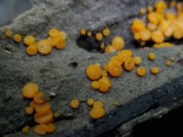 Attēlu rezultāti vaicājumam “Miladina lecithina”