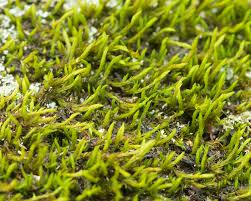 Attēlu rezultāti vaicājumam “Racomitrium heterostichum”