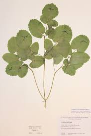 Attēlu rezultāti vaicājumam “Laserpitium latifolium”