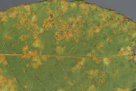 Attēlu rezultāti vaicājumam “Melampsora epitea”