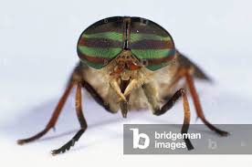 Attēlu rezultāti vaicājumam “Tabanidae”