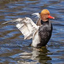 Image result for Netta rufina