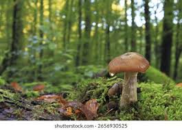 Attēlu rezultāti vaicājumam “Armillaria sp.”