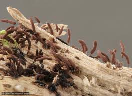 Attēlu rezultāti vaicājumam “Stemonitis axifera var. smithii”