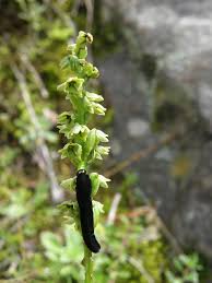 Attēlu rezultāti vaicājumam “Herminium monorchis fruit”