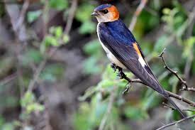 Image result for Cecropis daurica