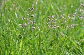 Attēlu rezultāti vaicājumam “Poa humilis”