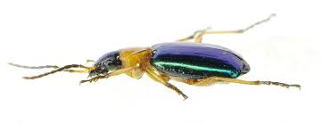 Attēlu rezultāti vaicājumam “Lebia chlorocephala”