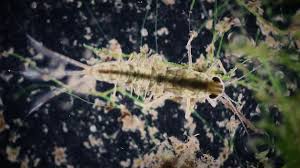 Attēlu rezultāti vaicājumam “Ephemeroptera larva”