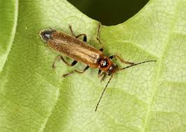 Attēlu rezultāti vaicājumam “Cantharis figurata”