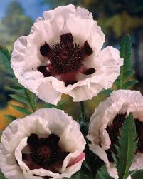Attēlu rezultāti vaicājumam “Papaver orientale  flower”