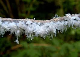 Attēlu rezultāti vaicājumam “Prociphilus xylostei”