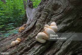 Attēlu rezultāti vaicājumam “Buglossoporus quercinus”