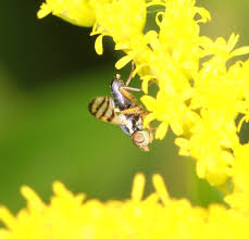 Attēlu rezultāti vaicājumam “Urophora jaceana”